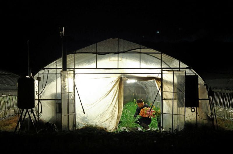 Japan's Farmers Work Through the Night to Survive Deadly Summer Heat post image