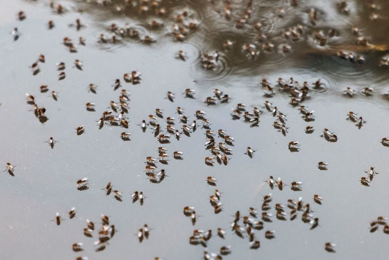 Bangladesh Dengue Deaths Hit 117 as Hospitals Run Out of Beds post image
