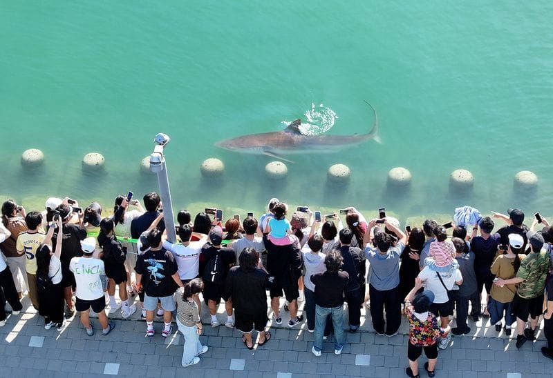 A Stranded Shark in Busan Drew 600,000 Visitors. The Rescue Still Failed post image