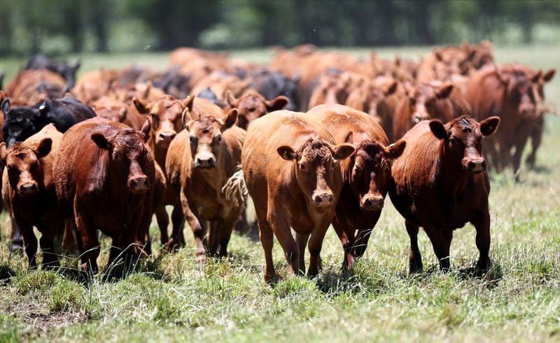 Japan Opens Its Market to Argentine Beef After 20 Years post image
