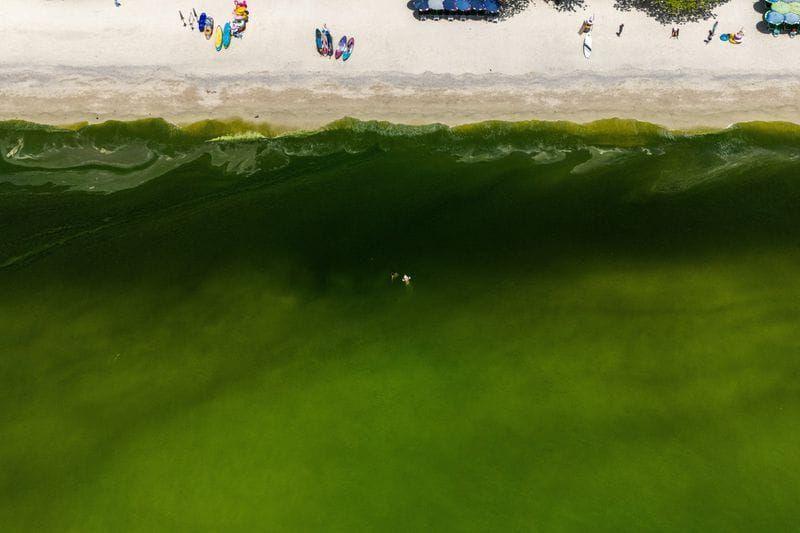 Plankton Bloom Turns Ko Lan's Waters Bright Green, Driving Tourists Off the Beach post image