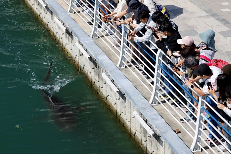 A Shark Named Bukangi Won't Leave Its Busan Canal After Two Failed Rescues post image