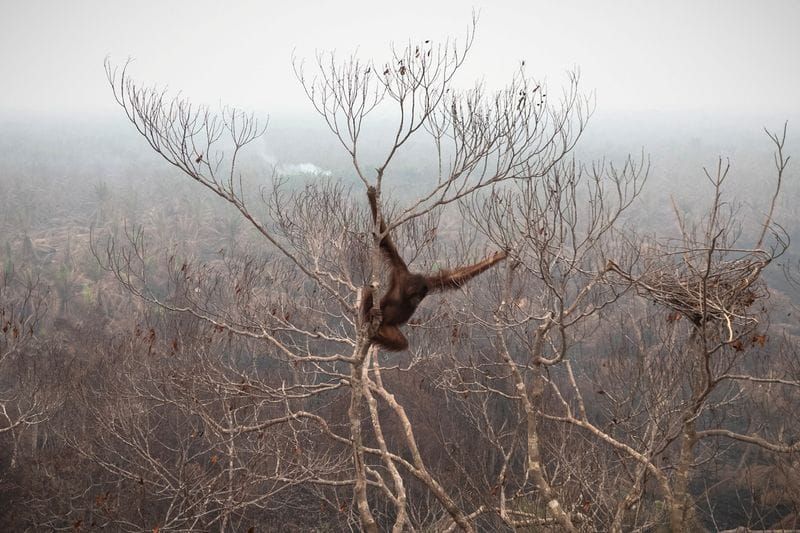Indonesia's Peat Fires Can Reignite Underground Even as Hotspots Drop, Groups Warn post image