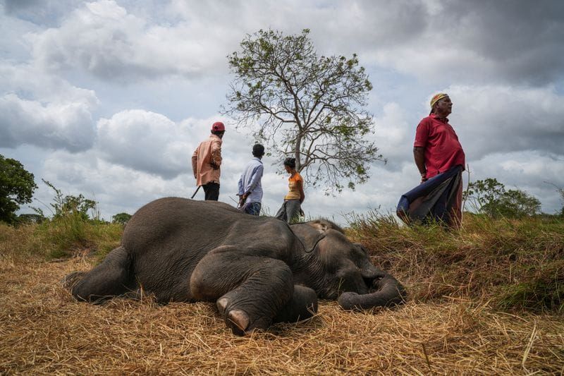 The Wider Image: In Sri Lanka, human-elephant conflict takes deadly toll