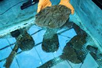 South Korea's sea women fret as climate change impact corals