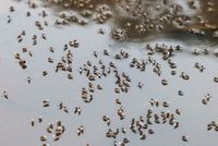 Mosquitoes are seen on top of the logged water at the Suhrawardy Udyan park, as number of dengue infected patients increase, in Dhaka