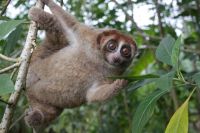 A Bangka slow loris hangs from a tree on the Indonesian island of Bangka