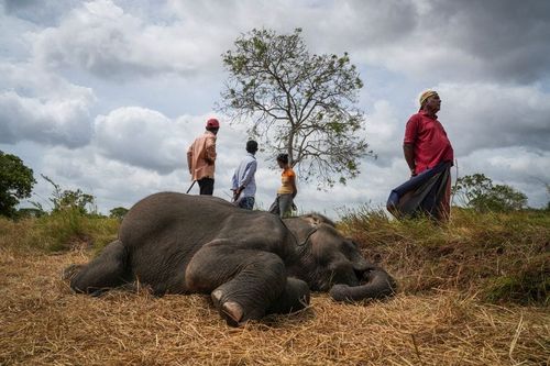 The Wider Image: In Sri Lanka, human-elephant conflict takes deadly toll
