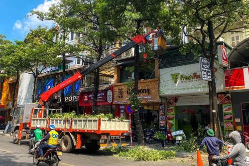 Too much of a good scent? Hanoi curbs iconic trees