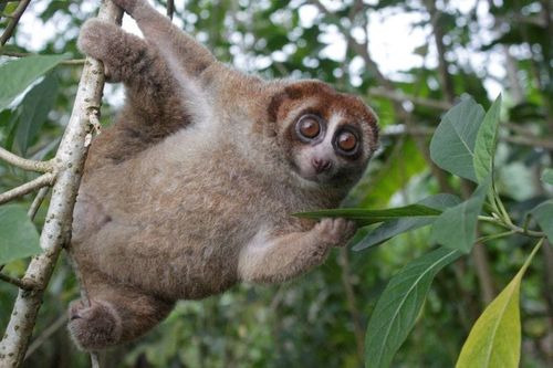 A Bangka slow loris hangs from a tree on the Indonesian island of Bangka