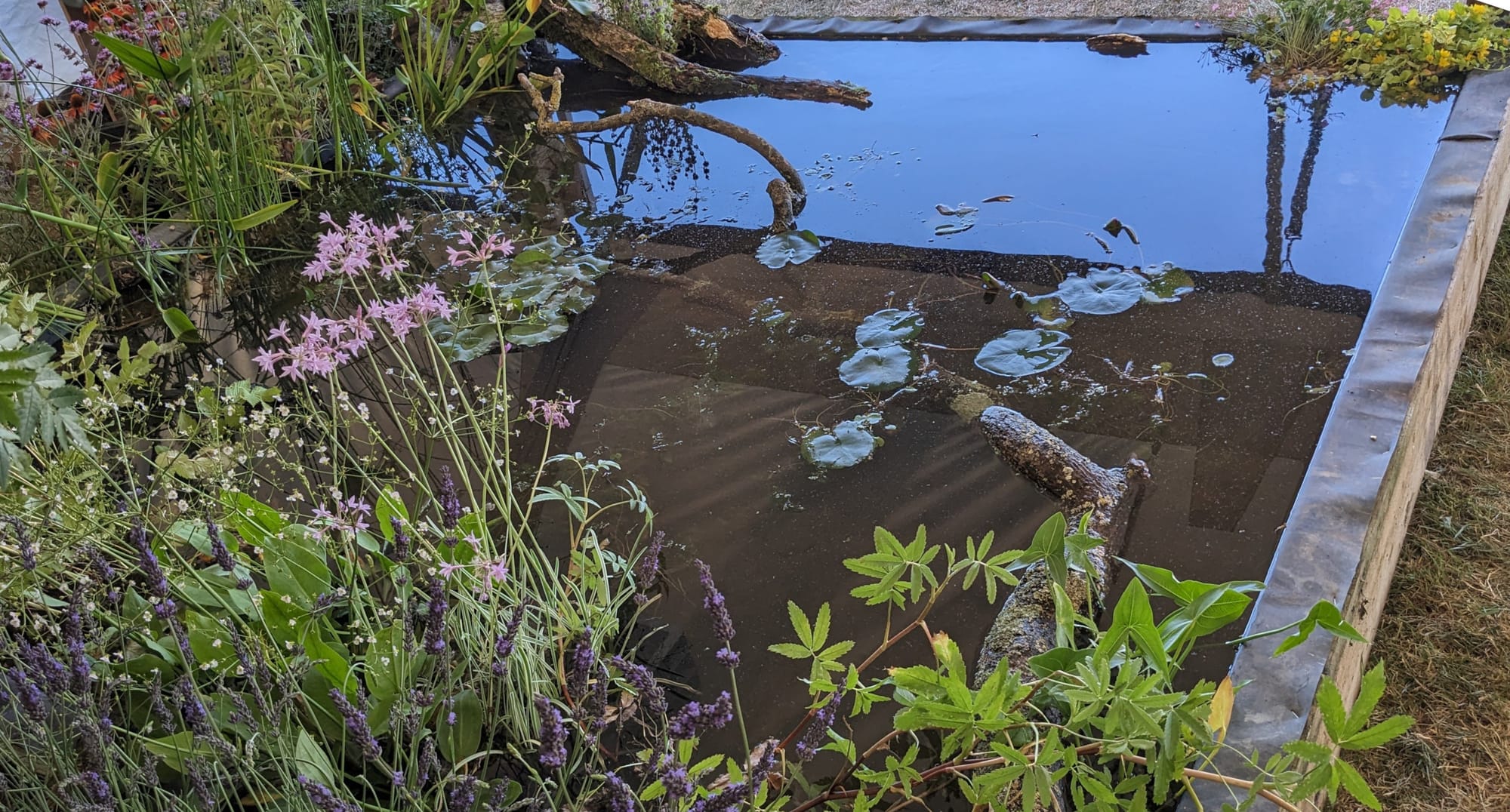 An example wildlife pond built by the Butterfly Brothers bordered by varied wildflowers