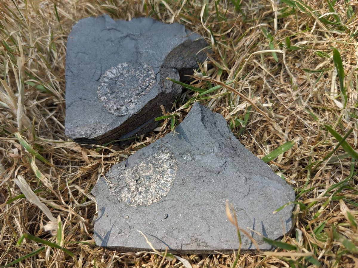 A mudstone split open to reveal two halves of an ammonite fossil imprint