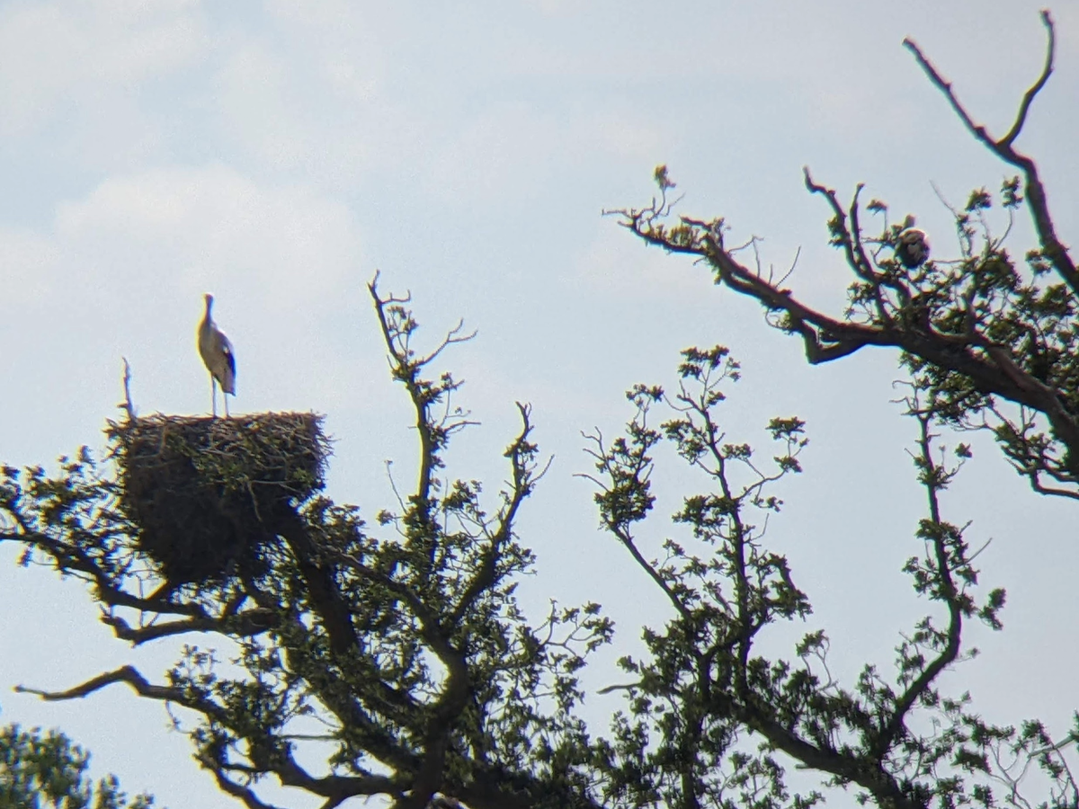 A white stork stands on its large nest in an oak tree while another perches in branches nearby