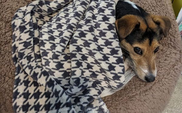 A tri-coloured Jack Russell terrier peeks out from under a fleece dogtooth print lanket on a plush brown bean bag chair