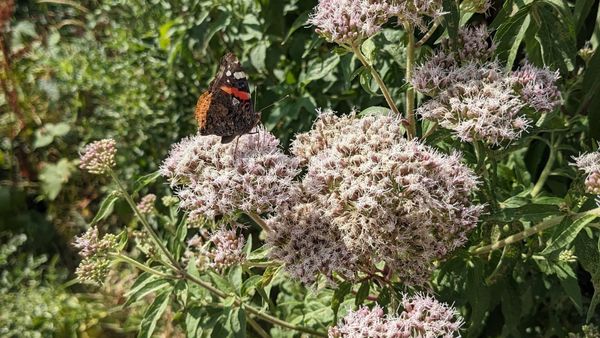 A dark-winged butterfly with a red stripe and white spots visible on the underside feeds on the fluffy lilac flower head of hemp agrimony