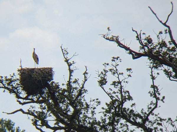 A white stork stands on its large nest in an oak tree while another perches in branches nearby