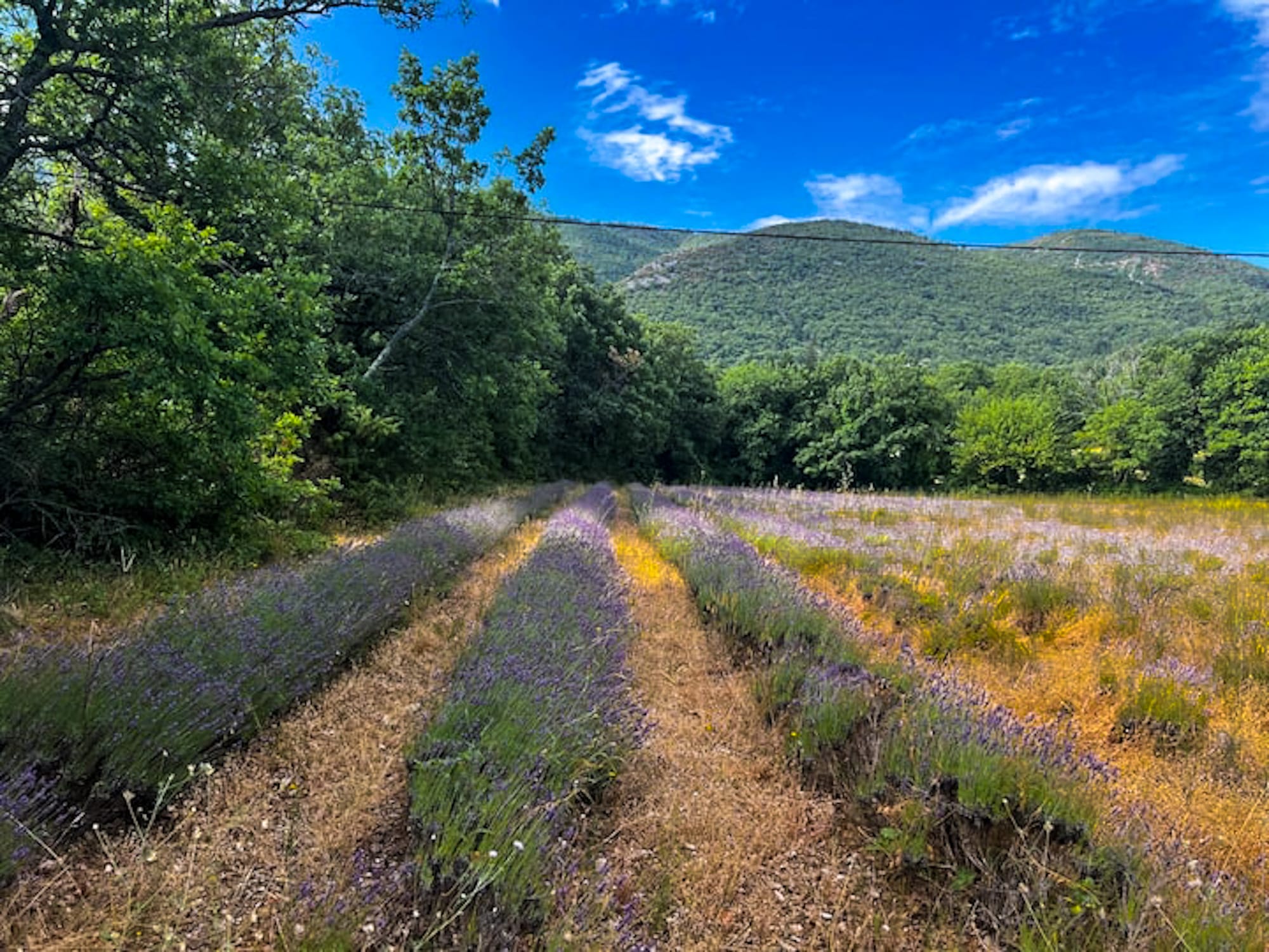 新月と満月に人生をビオディナミする1組限定のプロヴァンス滞在型リトリート Ritualtude "MOON & ART DE VIVRE"を開始いたします。