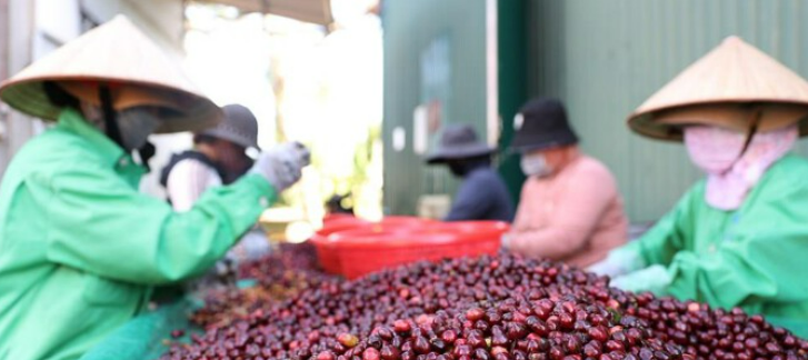 Trà vỏ&nbsp;cà phê&nbsp;được lựa chọn kỹ càng từ những trái cà phê đạt độ chín 100%