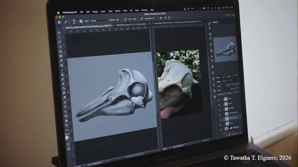 Process photograph of a digital vaquita marina skull illustration in Photoshop, shown alongside specimen reference photographs during anatomical reconstruction.