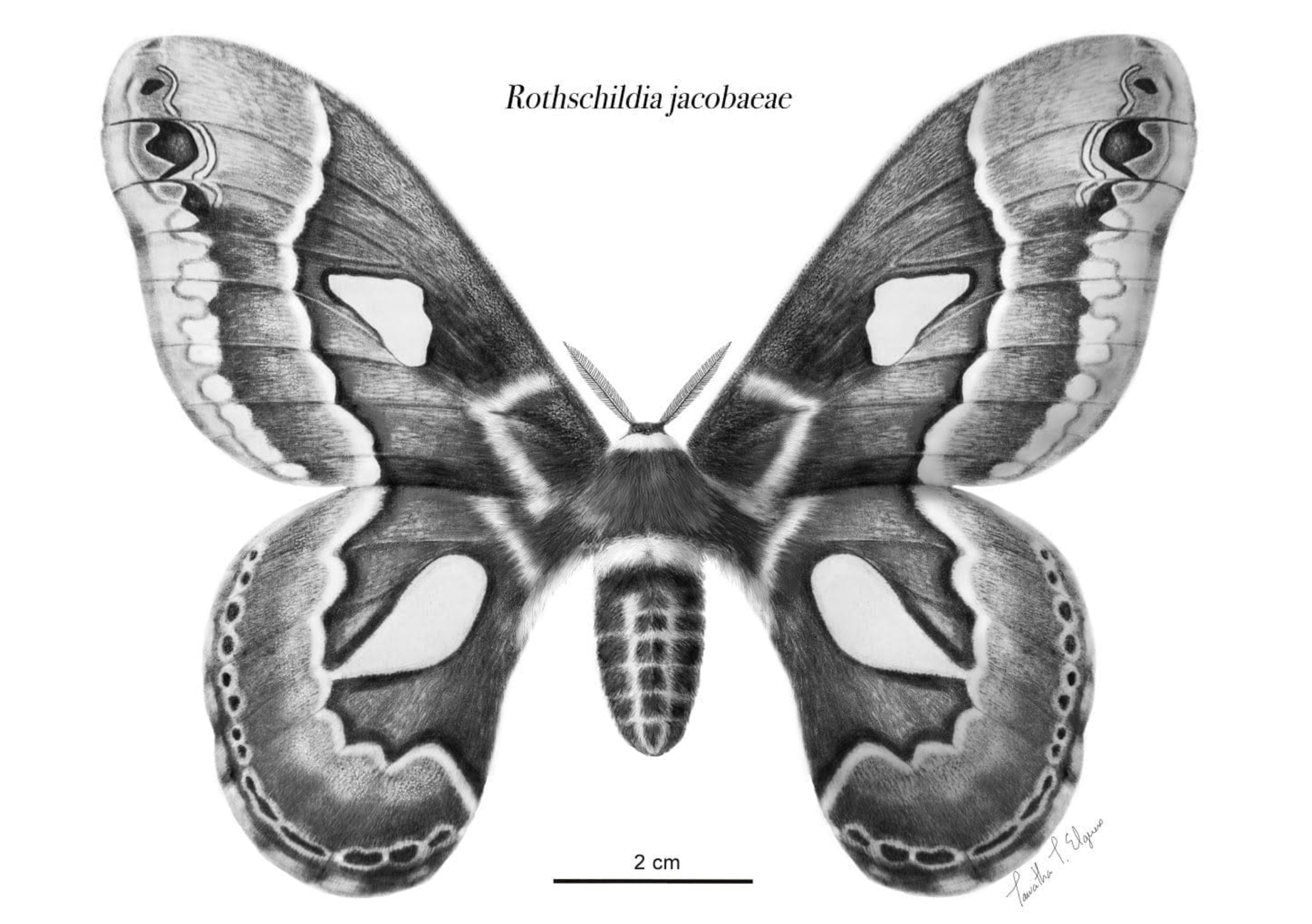 Graphite scientific illustration of Rothschildia jacobaeae, showing the moth’s wing pattern, body form, and scale reference.