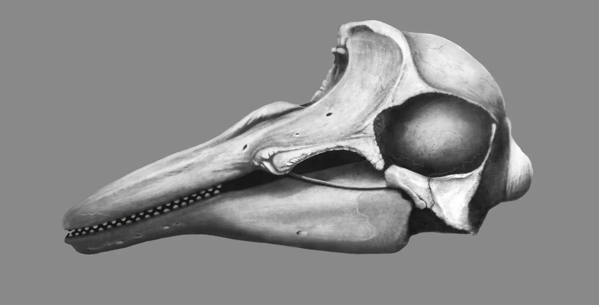 Final rendered scientific illustration of a vaquita marina (Phocoena sinus) skull in lateral view, showing the long rostrum, teeth, eye socket, and cranial structure.