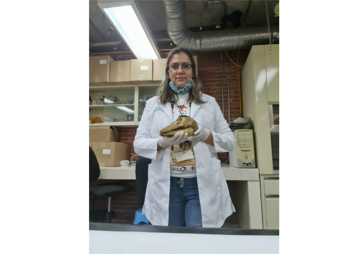 Photograph of biologist Dr. Sandra Martínez holding a vaquita marina skull specimen in the mammal collection in Mexico for scientific illustration reference.