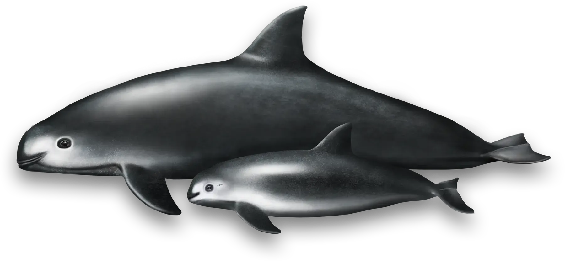 Digital scientific illustration of a vaquita marina (Phocoena sinus) mother and calf swimming together, showing differences in body size and the species’ grey-white colour pattern.