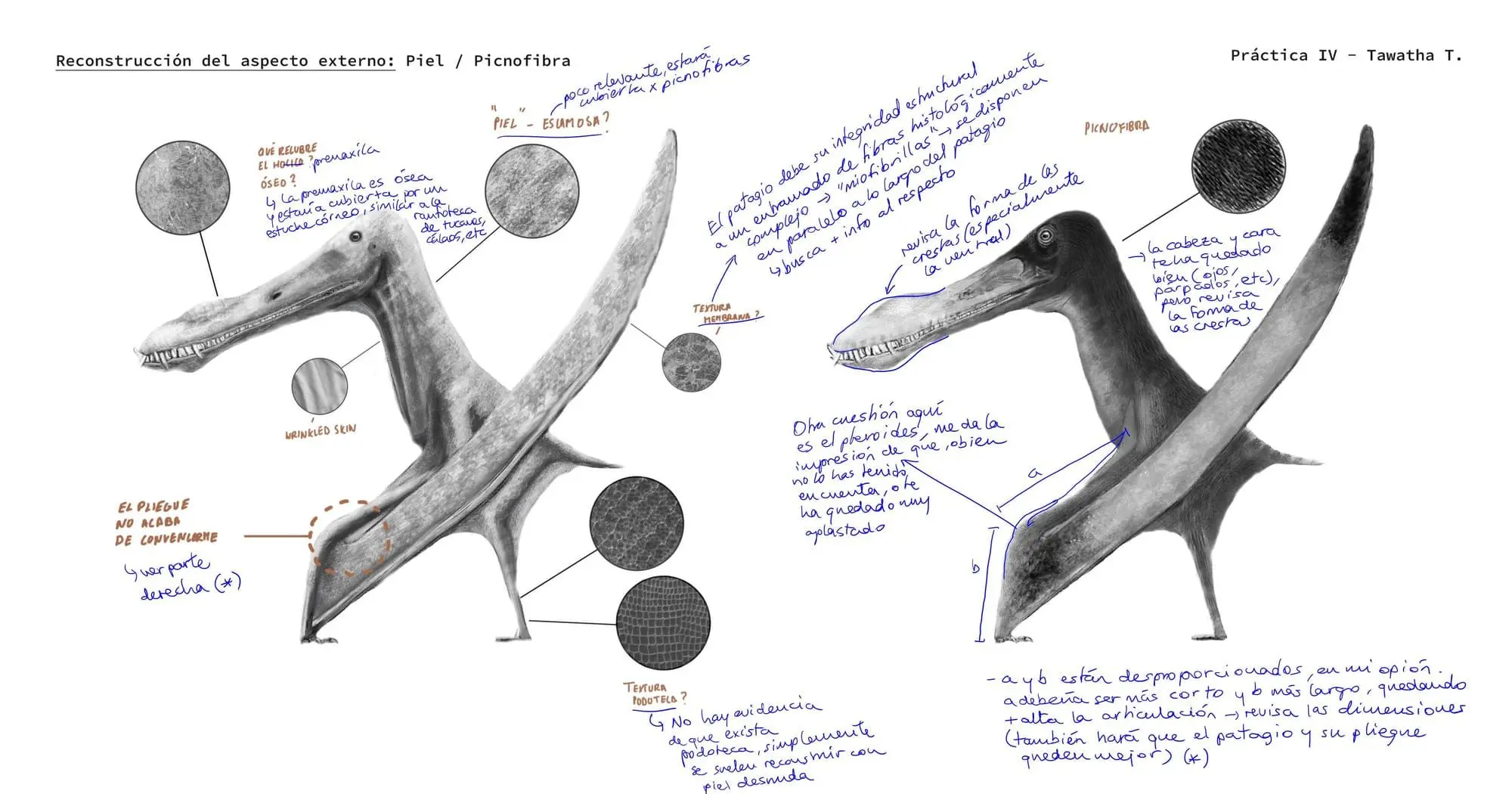 External skin reconstruction of Ananguera piscator- Tawatha T. Elguero