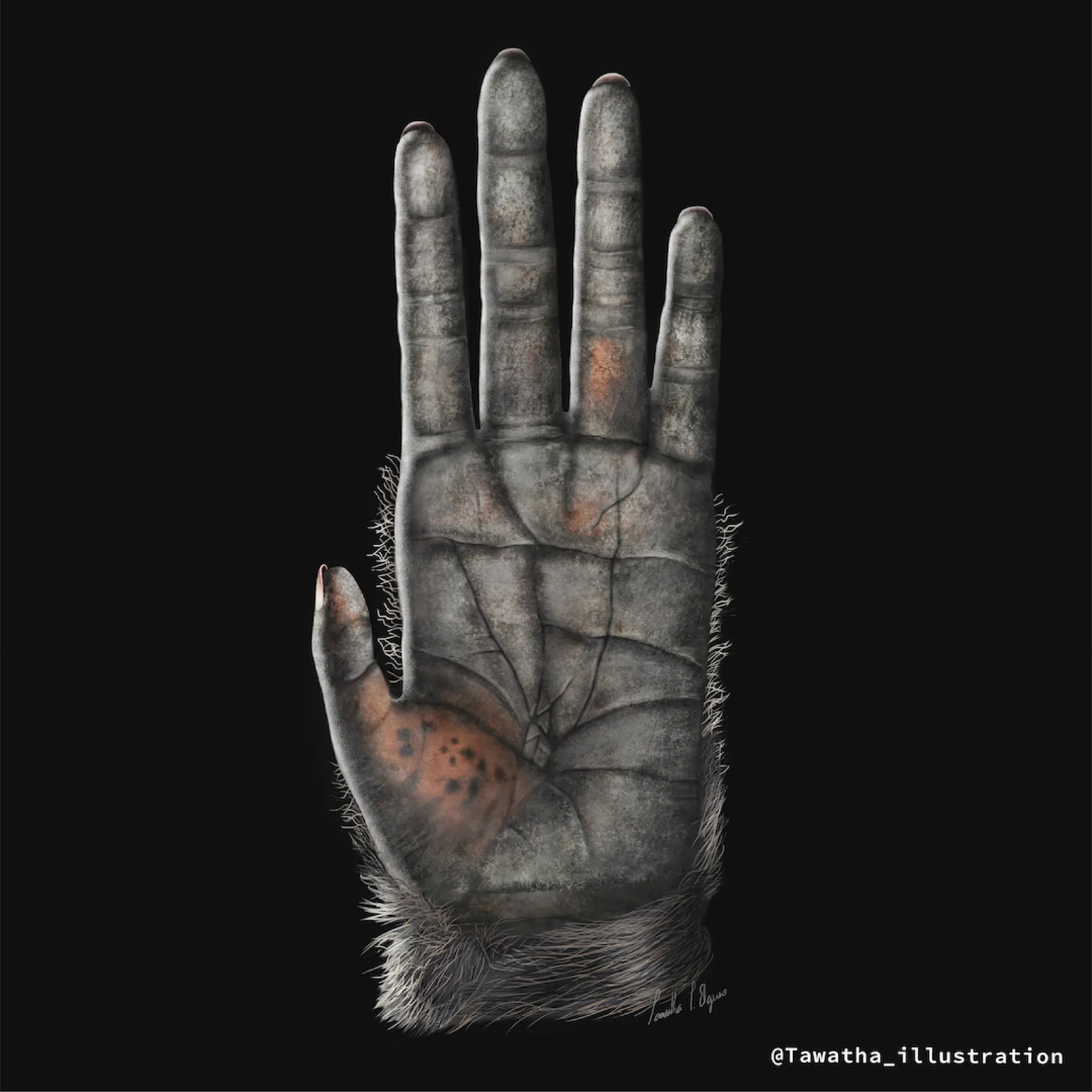 Detailed digital illustration of a chimpanzee palm showing finger proportions, skin texture, creases, and hair around the wrist.