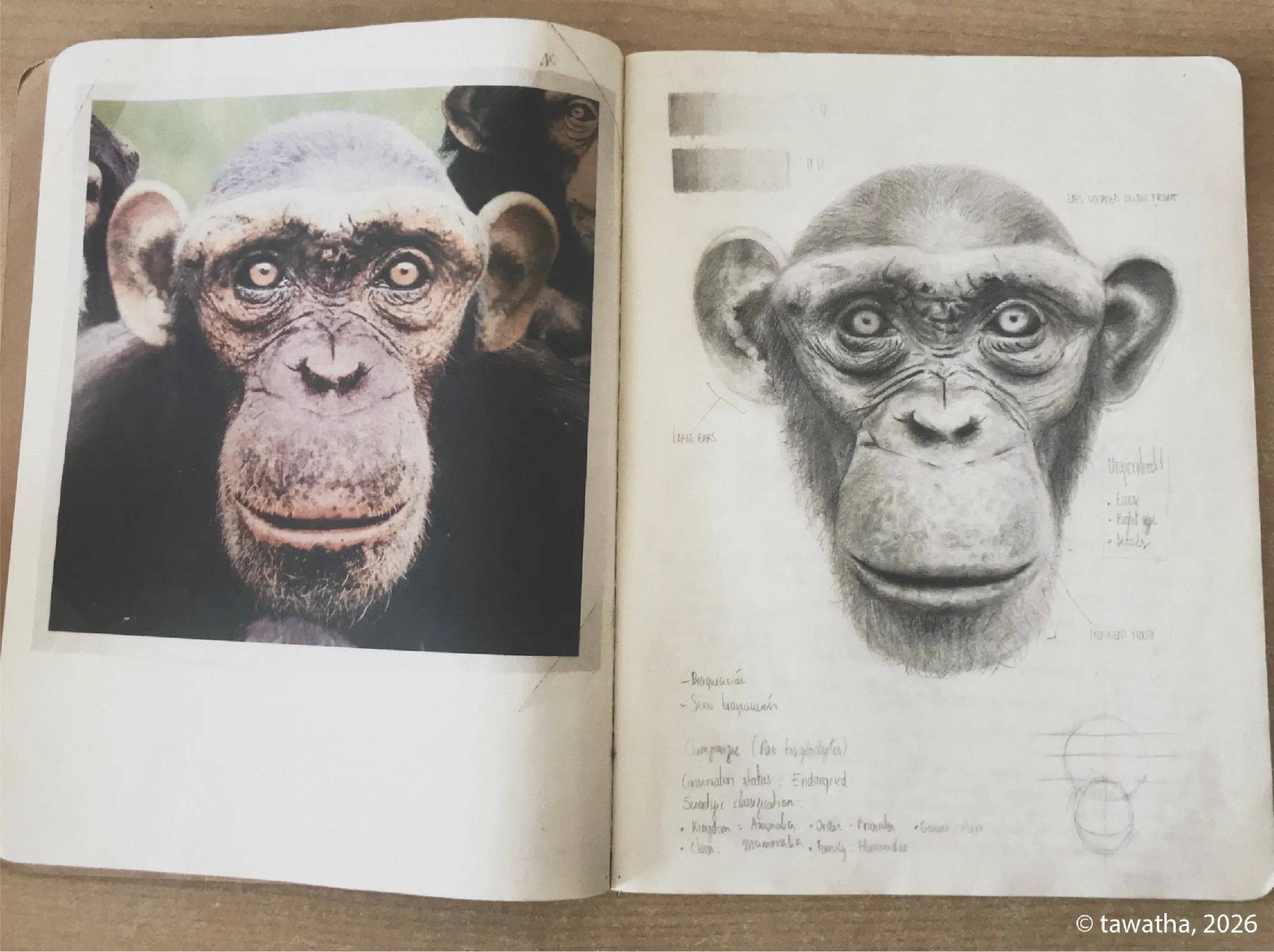 Graphite study of a chimpanzee face based on photographic reference, with notes on skull structure, facial proportions, and anatomical features.