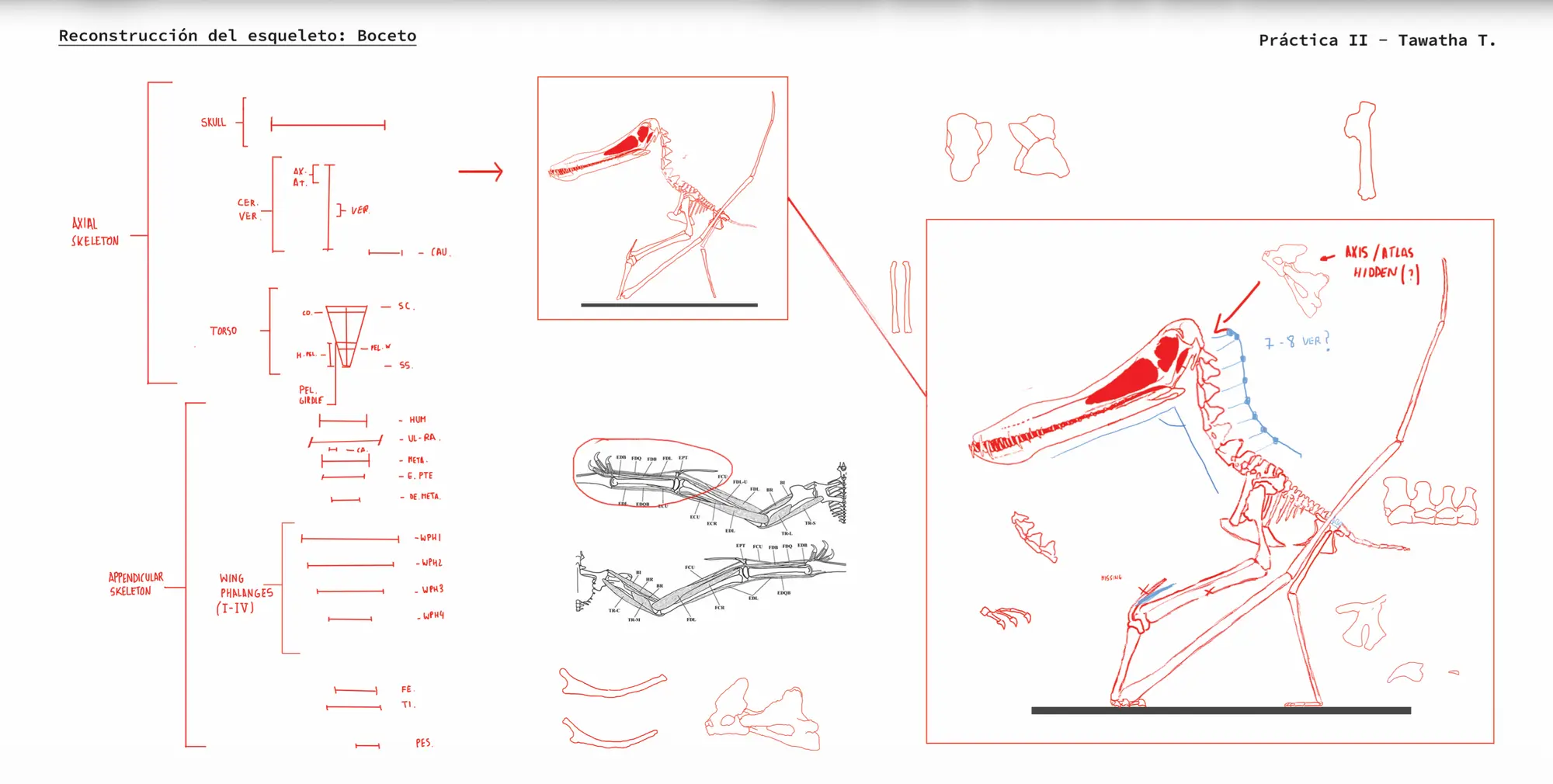 Skeleton reconstruction sketch - Tawatha T. Elguero