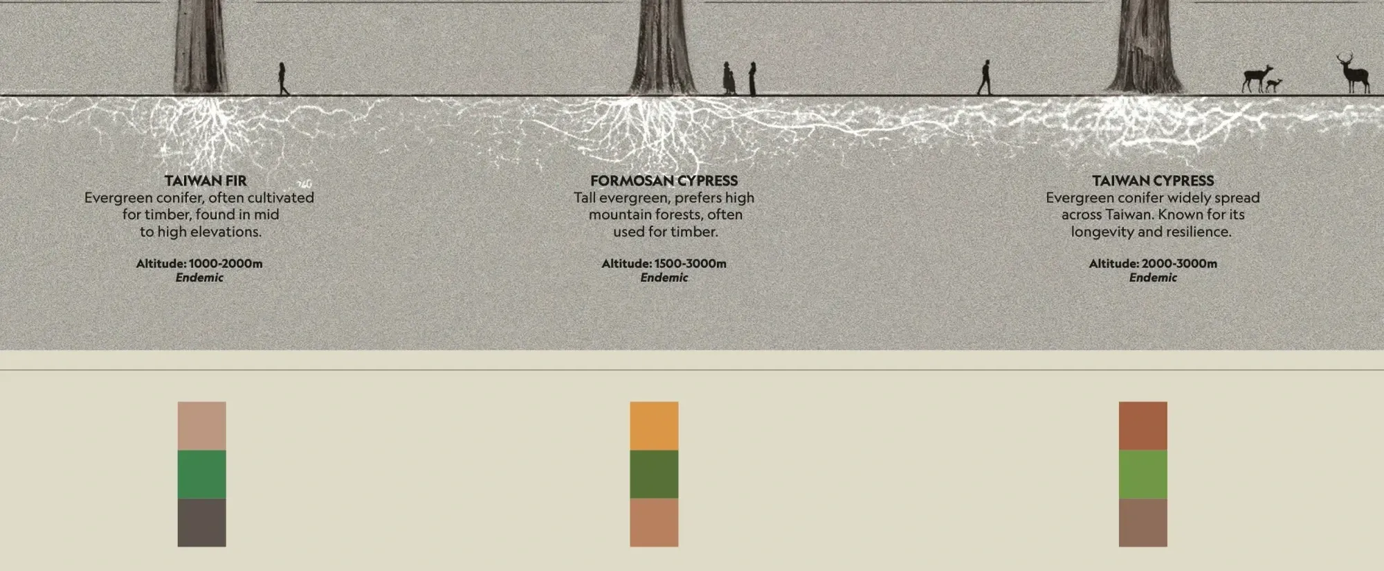 Close-up infographic showing the root systems of three Taiwanese conifer species: Taiwan fir, Formosan cypress, and Taiwan cypress. Each tree is shown above ground with its underground root network spreading horizontally beneath the soil, alongside brief species descriptions, altitude ranges, endemic status, and small color palette swatches below.