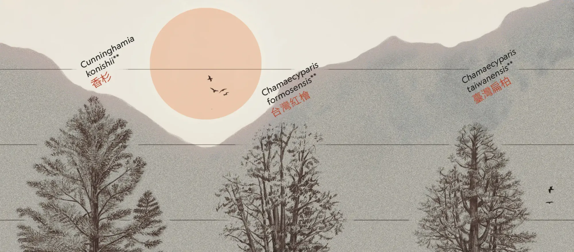 Close-up botanical illustration of three Taiwanese conifers against a misty mountain landscape, labeled with scientific names and Chinese characters: Cunninghamia konishii, Chamaecyparis formosensis, and Chamaecyparis taiwanensis.