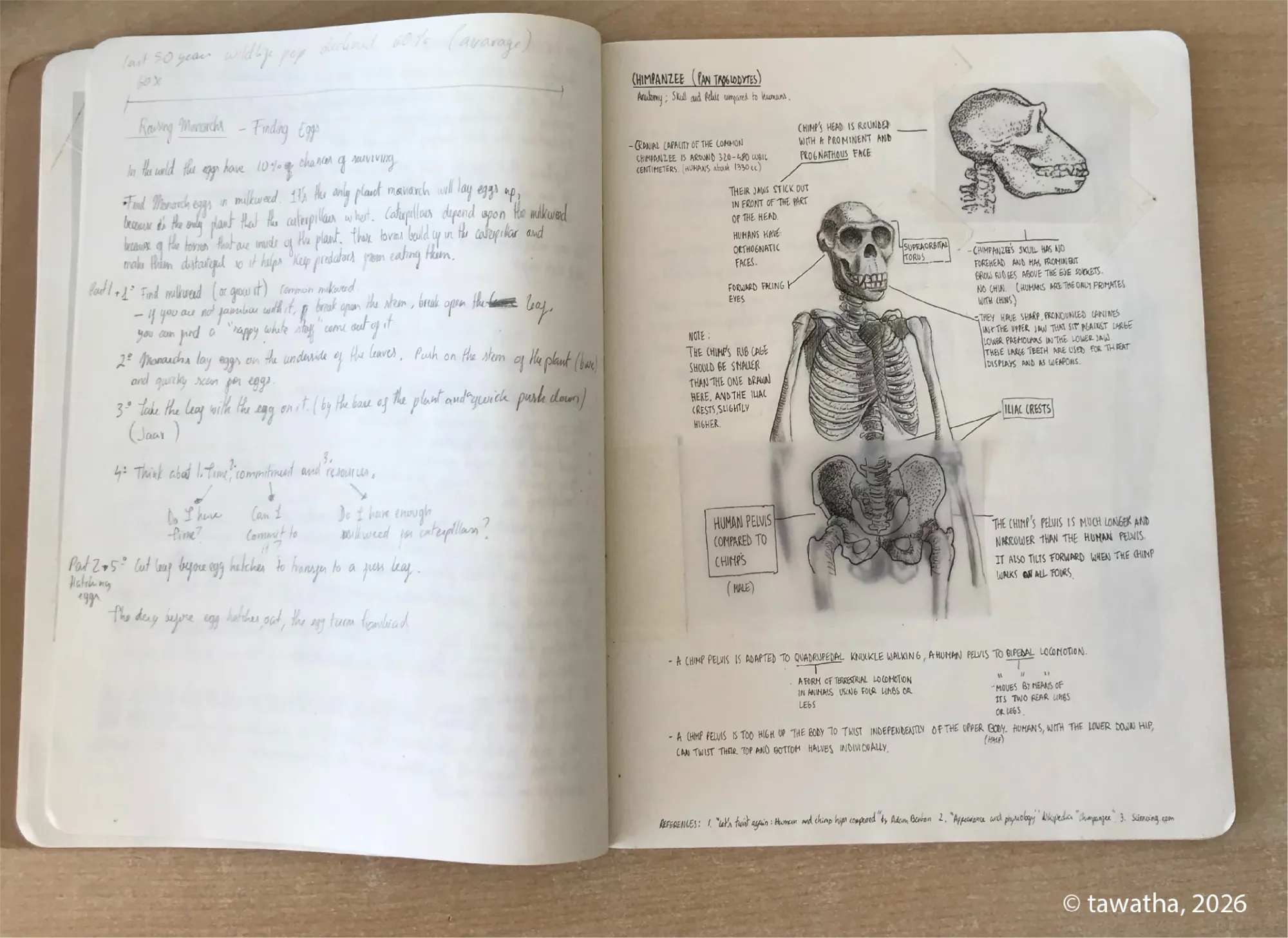 Sketchbook spread with primate anatomy notes, showing chimpanzee skeletal structure, pelvis shape, knuckle-walking, and comparisons with human anatomy.