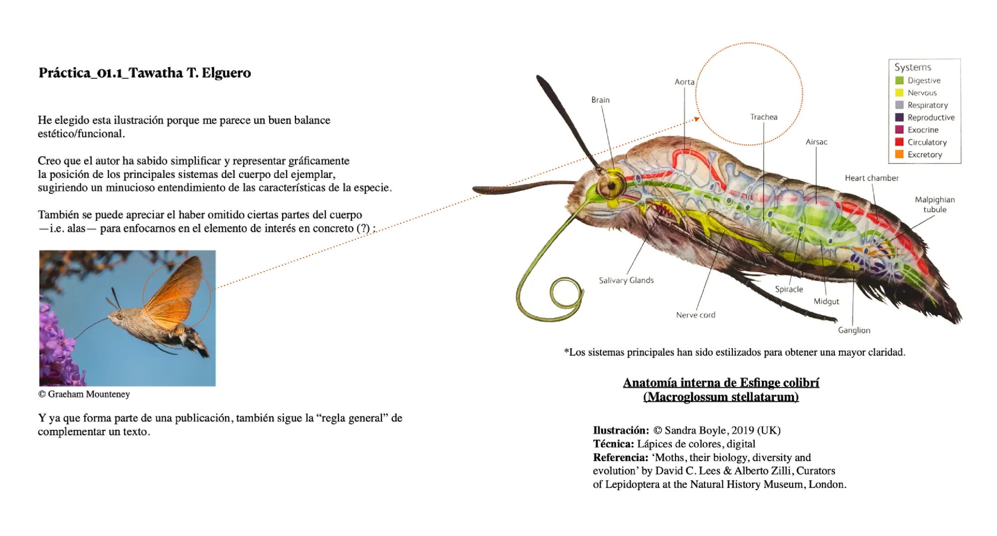 Scientific illustration exercise analyzing an existing insect anatomy illustration, with notes on simplifying and communicating complex anatomical information.