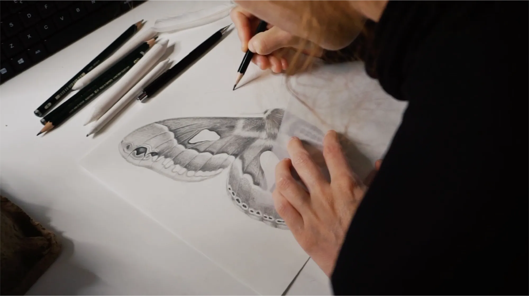 Work-in-progress photograph of a graphite scientific illustration of Rothschildia jacobaeae, showing the moth wing being drawn by hand.