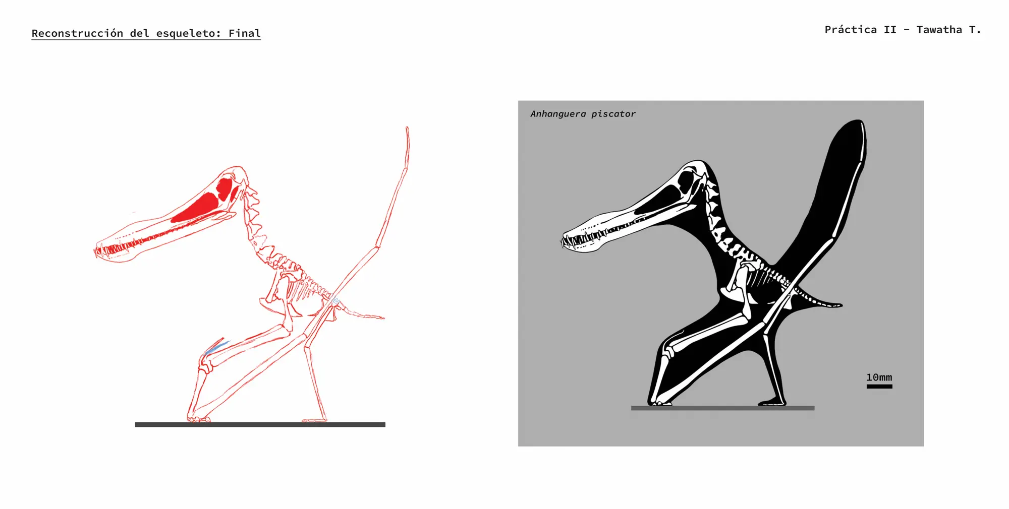 skeleton reconstruction final - Tawatha T. Elguero