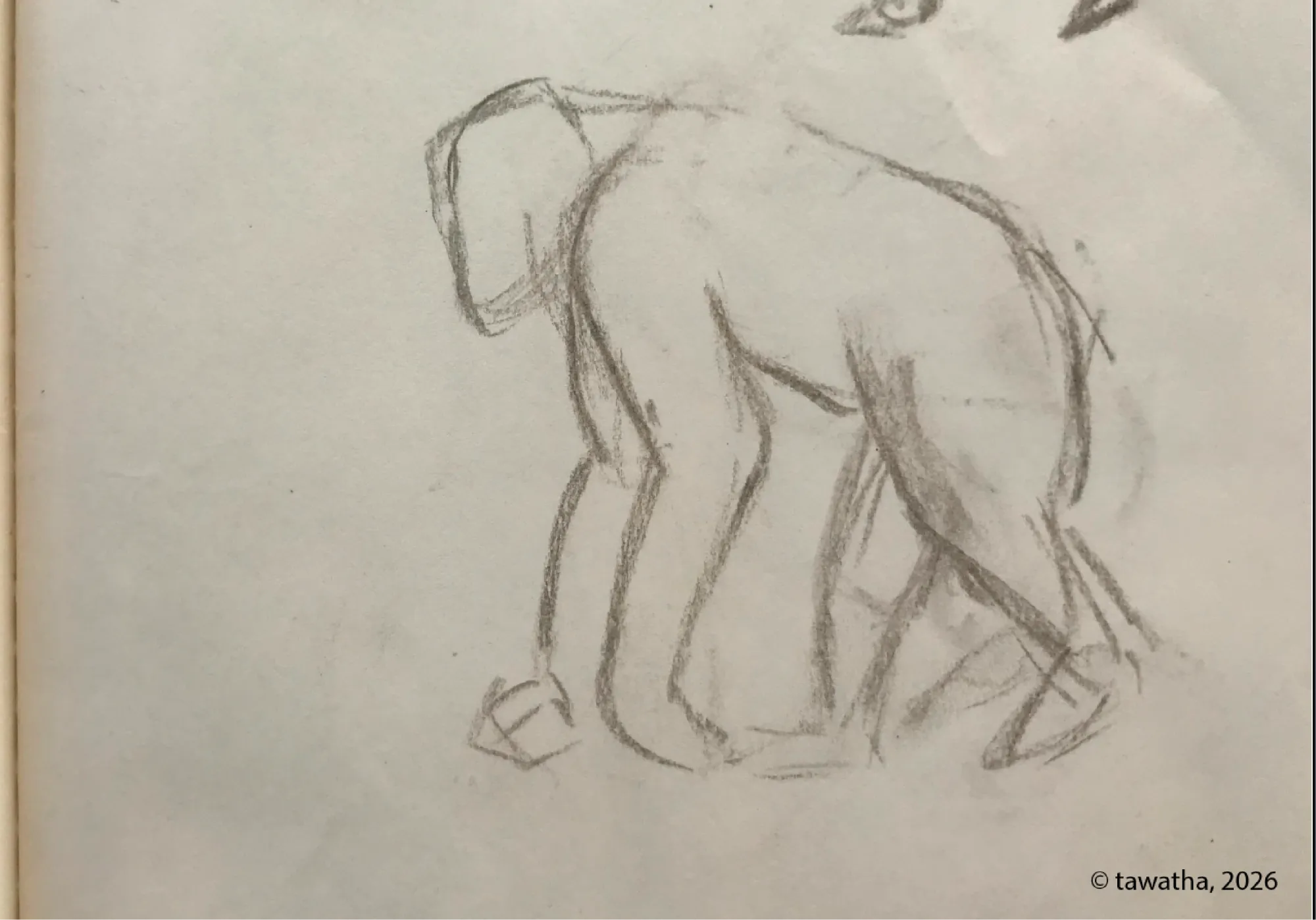 Quick observational field sketch of a chimpanzee in motion, showing posture, body shape, and weight distribution during locomotion.