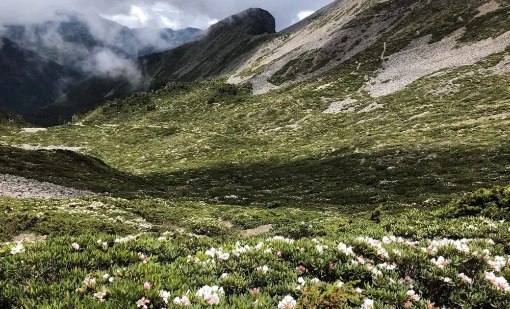 View from above 3,000m. In the foreground, you can see Yushan rhododendron, Rhododendron pseudochrysanthum, a Taiwanese alpine shrub that grows above about 3,000 m and flowers around late spring to early summer. 