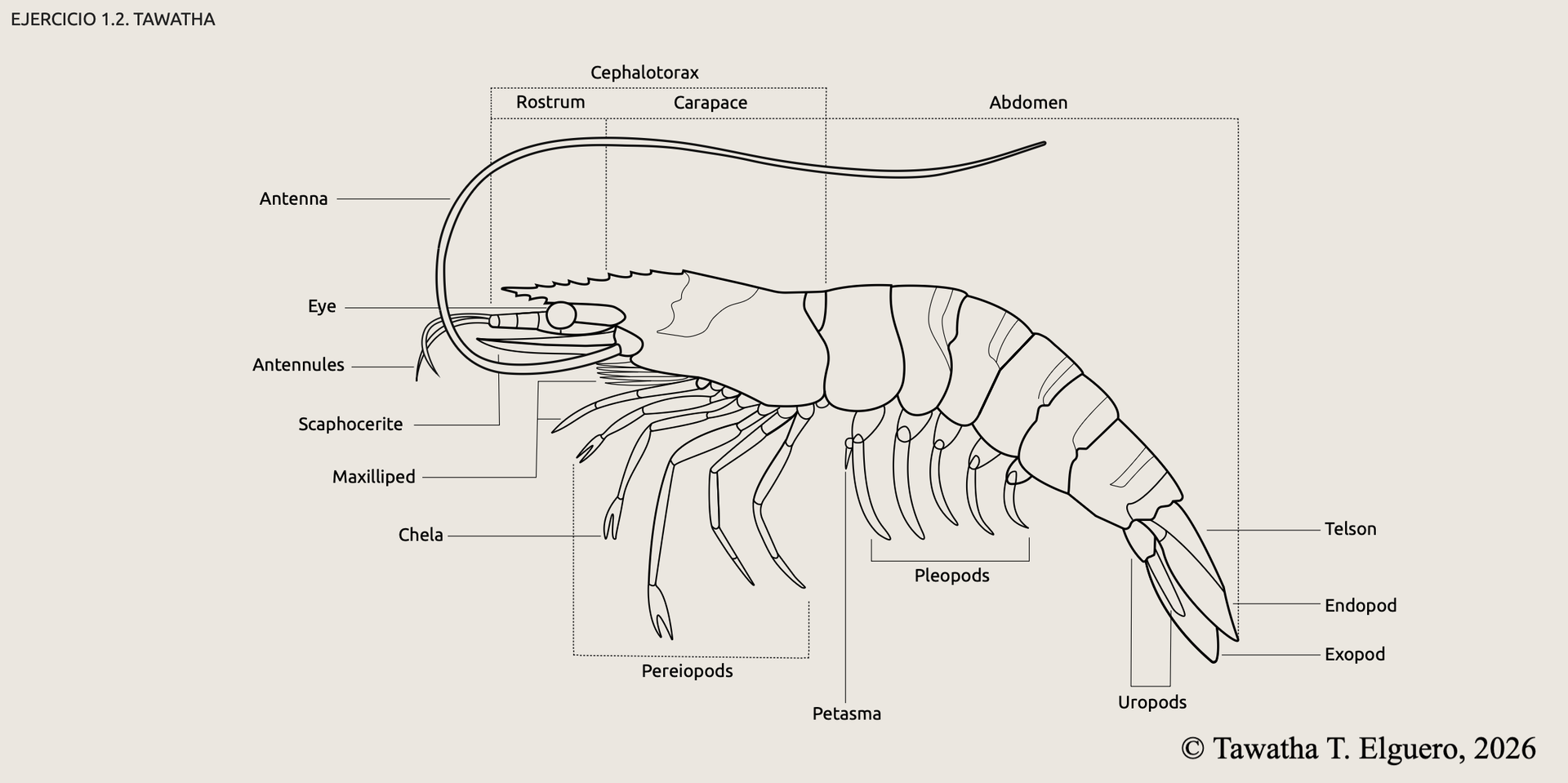 Shrimp vector design. Tawatha T. Elguero