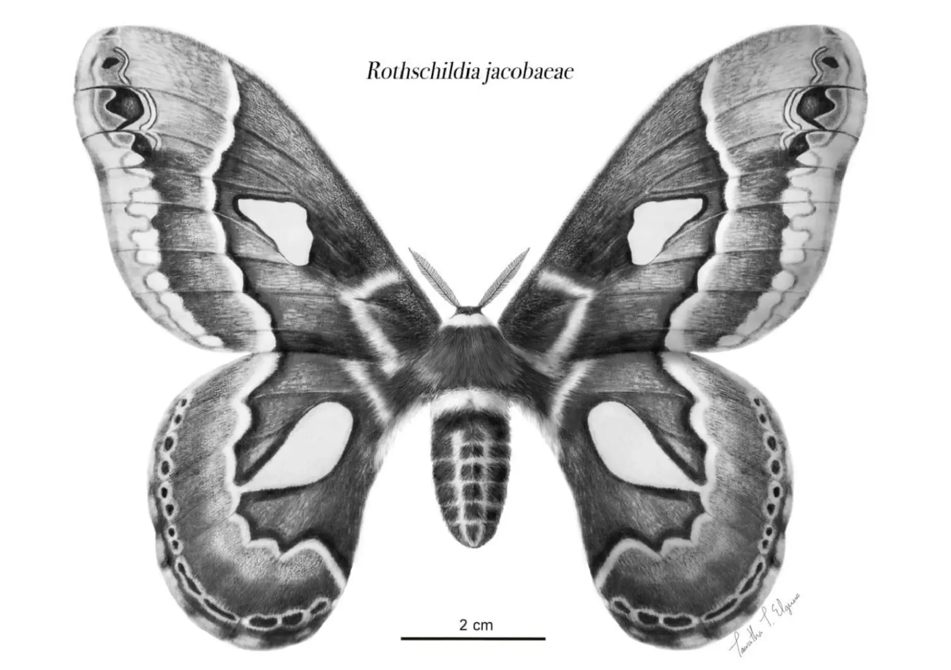 Graphite scientific illustration of Rothschildia jacobaeae, showing the moth’s wing pattern, body form, and scale reference.