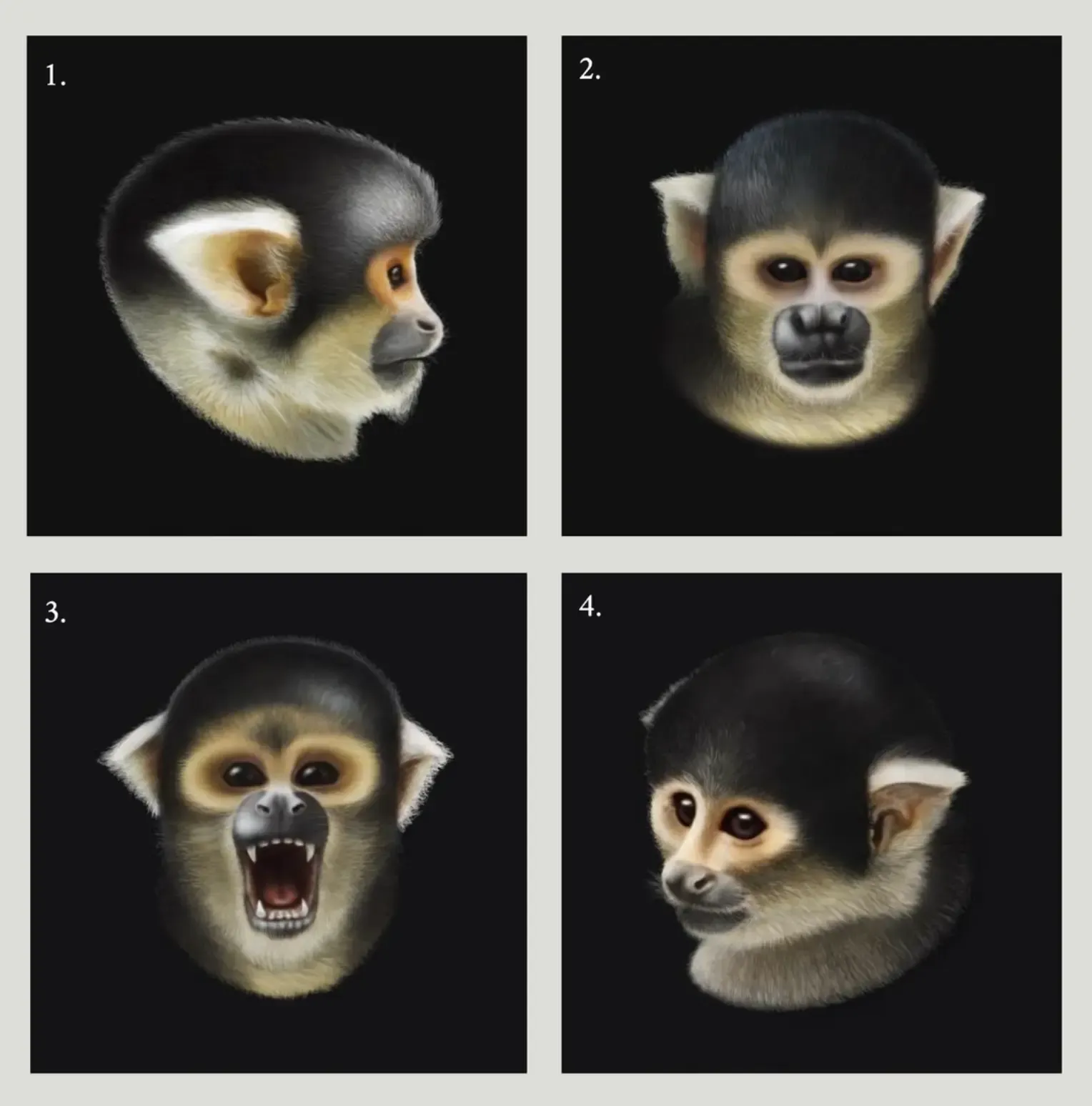 Four portraits of saimiri boliviensis by tawatha t. elguero. 