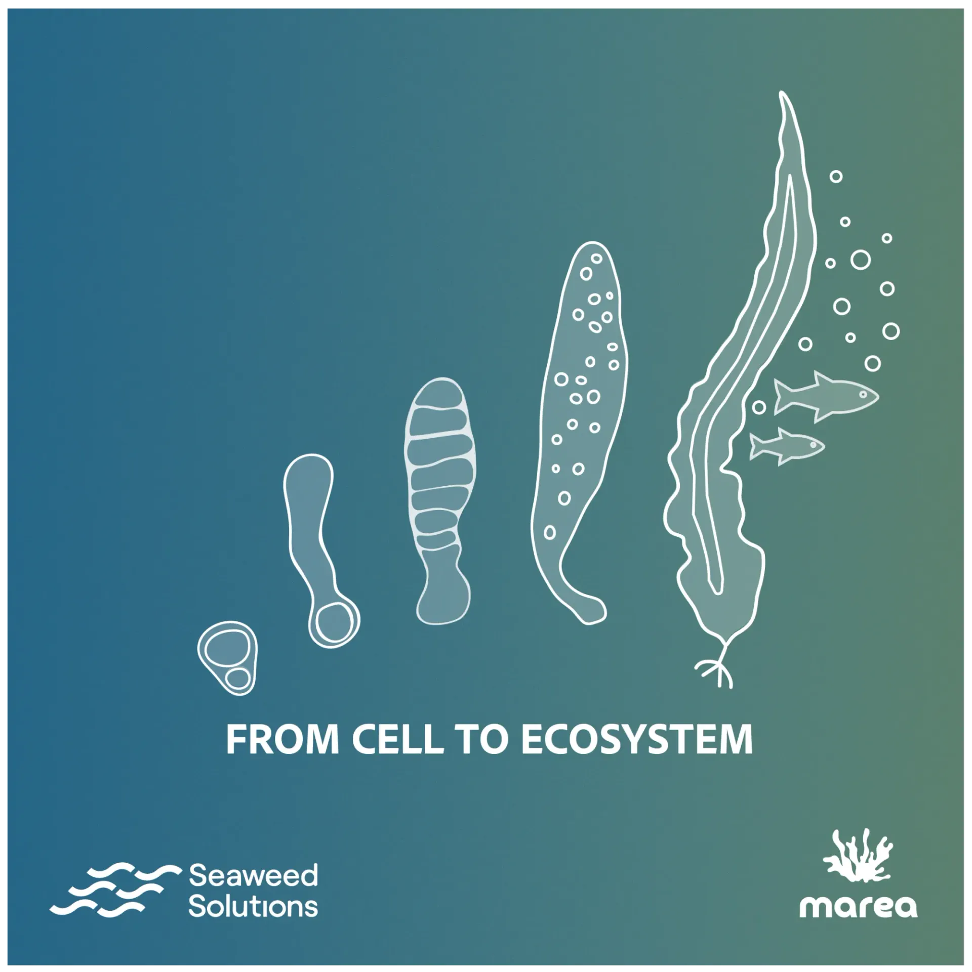 Marea Oslo — Ecosystem Restoration