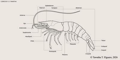 Shrimp vector design. Tawatha T. Elguero