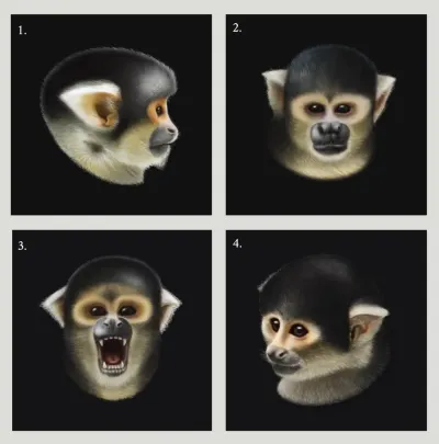 Four portraits of saimiri boliviensis by tawatha t. elguero. 