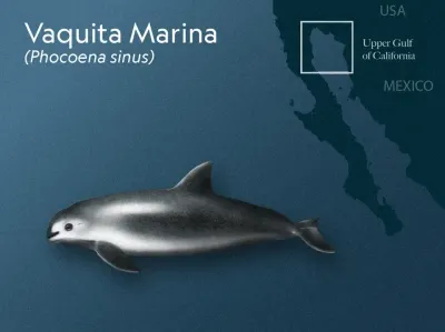 Vaquita Marina — Conservation Communication