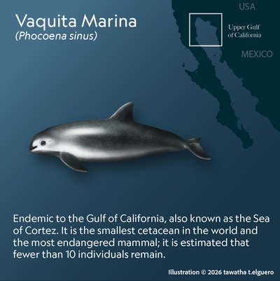 Vaquita Marina