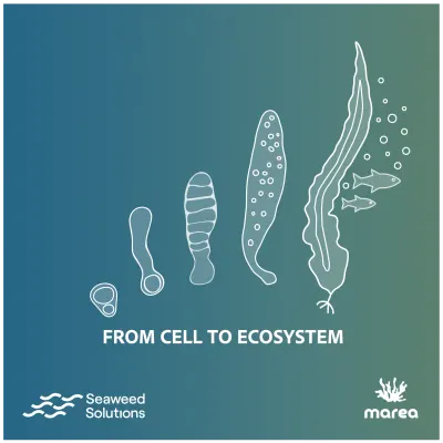 Marea Oslo — Ecosystem Restoration