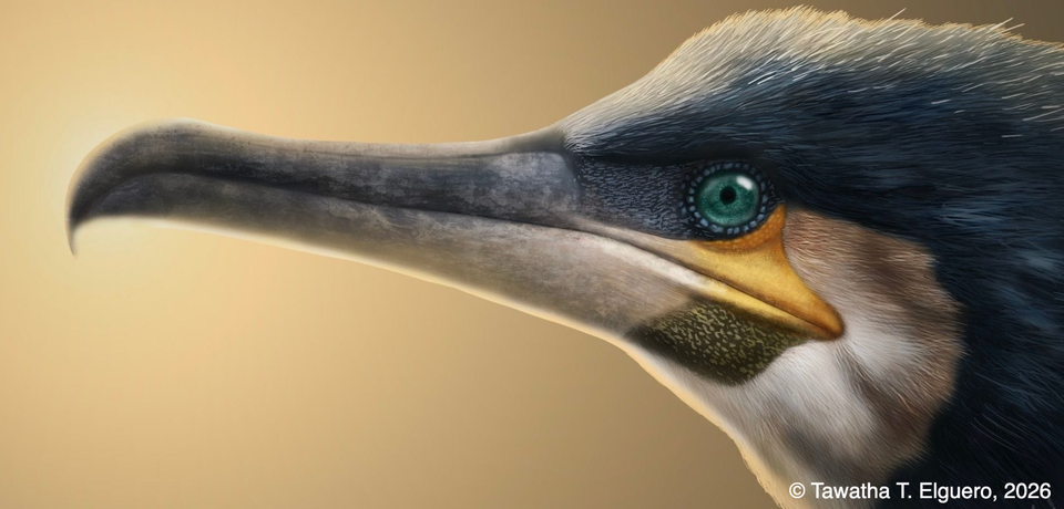 Great Cormorant