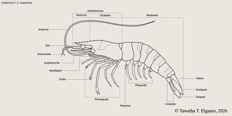 Shrimp vector design. Tawatha T. Elguero